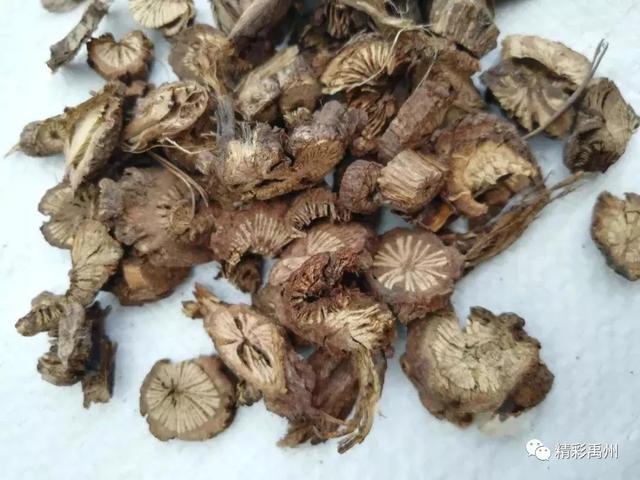 一种禹州道地中药材濒临绝迹,两兄弟历时七年抢救成功! 一种禹州道地中药材濒临绝迹,两兄弟历时七年抢救成功!