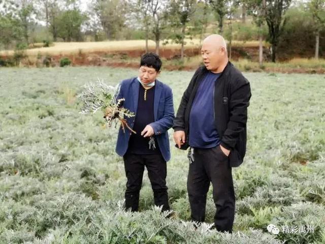 一种禹州道地中药材濒临绝迹,两兄弟历时七年抢救成功! 一种禹州道地中药材濒临绝迹,两兄弟历时七年抢救成功!