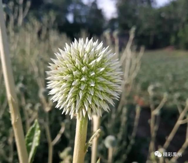 一种禹州道地中药材濒临绝迹,两兄弟历时七年抢救成功! 一种禹州道地中药材濒临绝迹,两兄弟历时七年抢救成功!