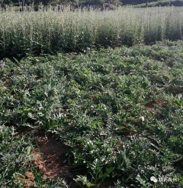 一种禹州道地中药材濒临绝迹,两兄弟历时七年抢救成功! 一种禹州道地中药材濒临绝迹,两兄弟历时七年抢救成功!