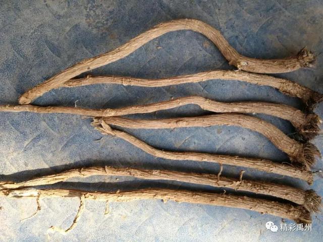 一种禹州道地中药材濒临绝迹,两兄弟历时七年抢救成功! 一种禹州道地中药材濒临绝迹,两兄弟历时七年抢救成功!