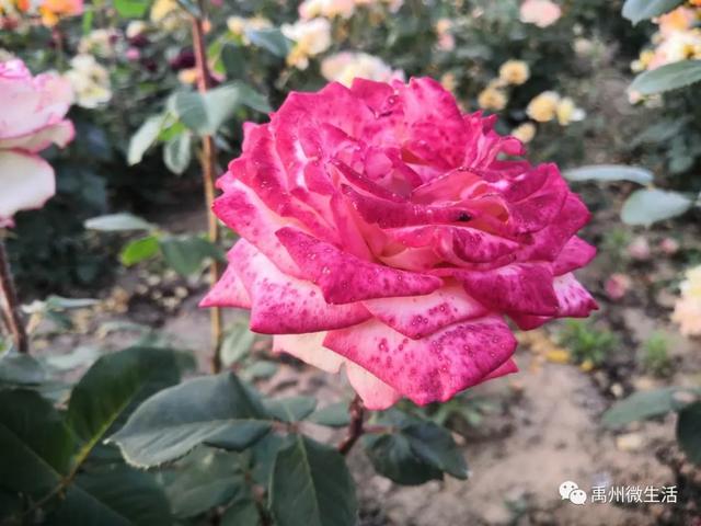 禹州又一网红打卡地开放 禹州又一网红打卡地开放