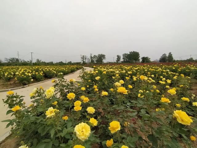 禹州惊现百亩月季园!刚刚拍回来的照片爆火! 禹州惊现百亩月季园!刚刚拍回来的照片爆火!