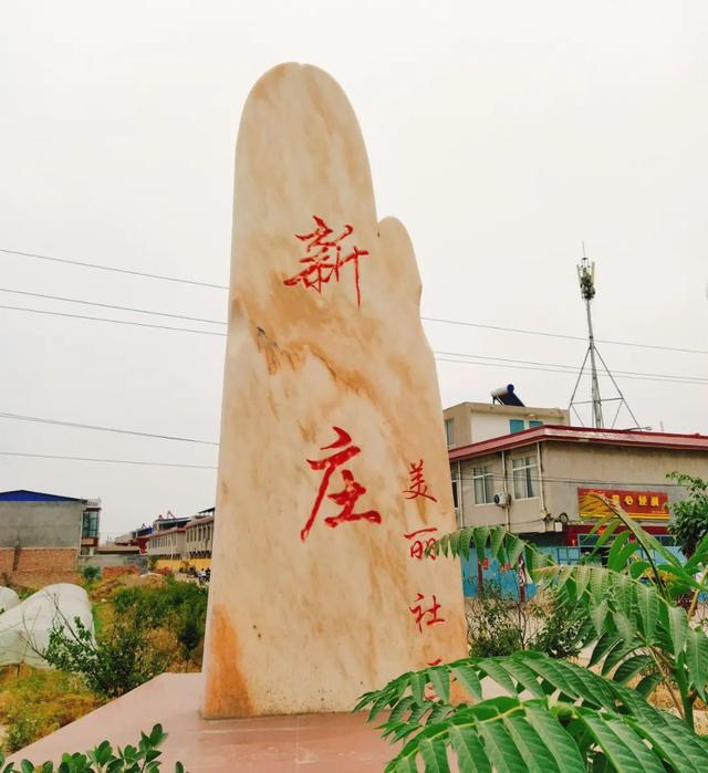 禹州惊现百亩月季园!刚刚拍回来的照片爆火! 禹州惊现百亩月季园!刚刚拍回来的照片爆火!