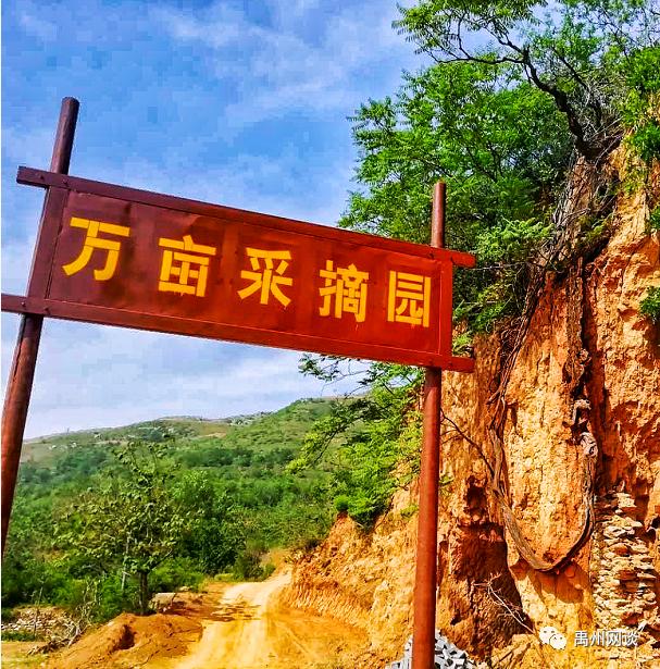 禹州市无梁镇王家村万亩金杏采摘节将盛大启幕 禹州市无梁镇王家村万亩金杏采摘节将盛大启幕