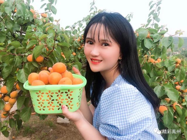 5月23日大美禹州“杏”福鸠山采摘节开始喽! 5月23日大美禹州“杏”福鸠山采摘节开始喽!