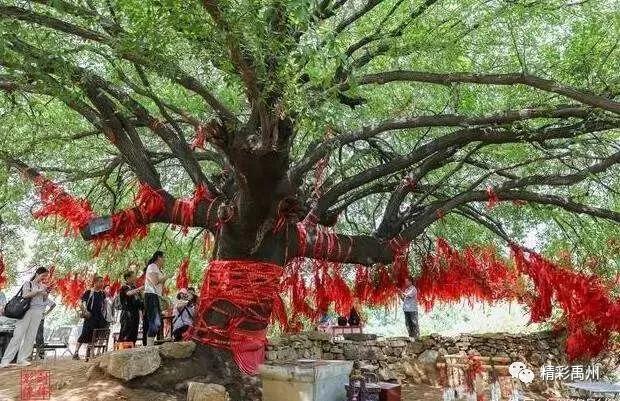 探秘禹州千年古树、古井、老窑洞、五龙泉... 探秘禹州千年古树、古井、老窑洞、五龙泉...