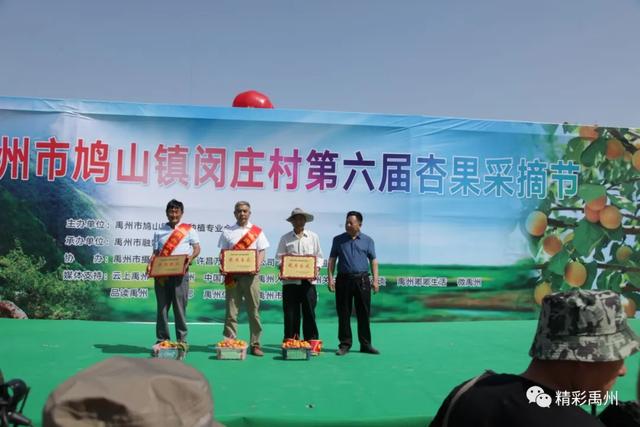 禹州鸠山镇闵庄村杏果采摘旅游节开幕 禹州鸠山镇闵庄村杏果采摘旅游节开幕