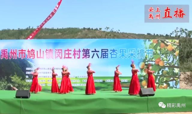 禹州鸠山镇闵庄村杏果采摘旅游节开幕 禹州鸠山镇闵庄村杏果采摘旅游节开幕