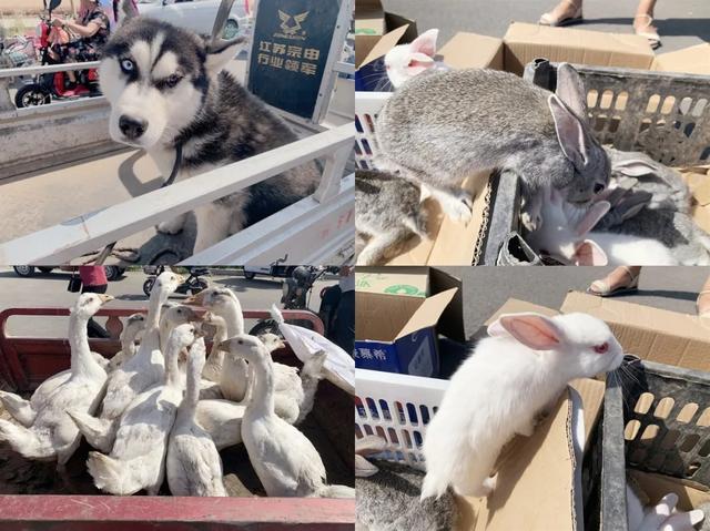 禹州新狗市:实拍搬迁后的禹州狗市儿大变样了! 禹州新狗市:实拍搬迁后的禹州狗市儿大变样了!