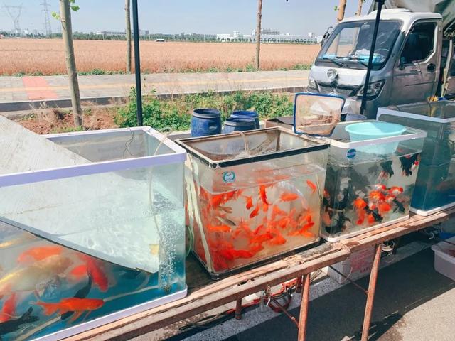 禹州新狗市:实拍搬迁后的禹州狗市儿大变样了! 禹州新狗市:实拍搬迁后的禹州狗市儿大变样了!