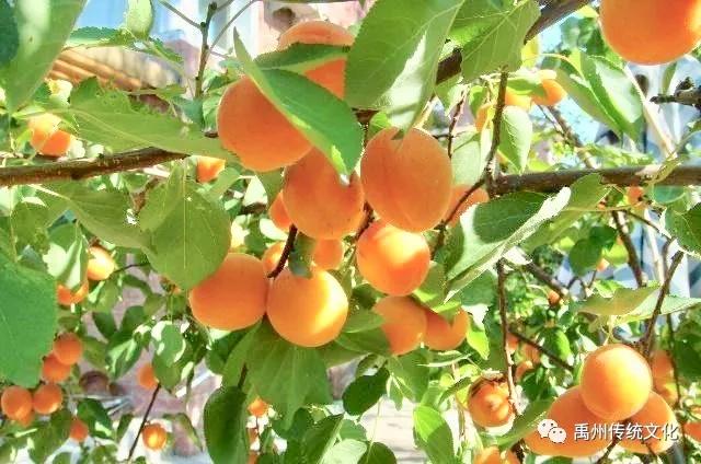 禹州传统文化:何其有杏,何其有幸 禹州传统文化:何其有杏,何其有幸