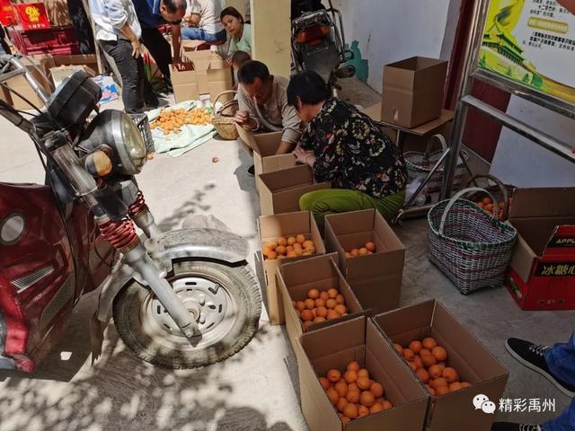 禹州无梁镇王家村:山杏引路“钱袋子”鼓 村民笑颜藏不住 禹州无梁镇王家村:山杏引路“钱袋子”鼓 村民笑颜藏不住