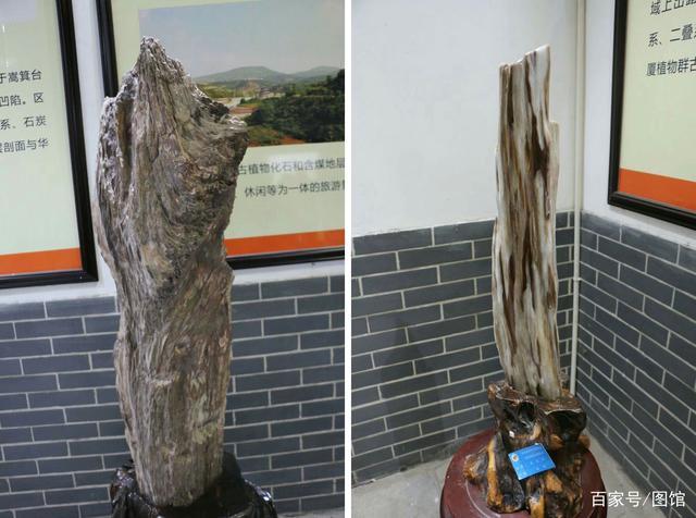 禹州有个公园不简单,拥有2.5亿年植物化石,全国唯一古植物公园 禹州有个公园不简单,拥有2.5亿年植物化石,全国唯一古植物公园
