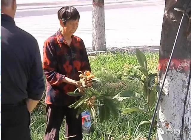 最近禹州市区多条道路旁和公园一幕让人着急:这是绝版风景线啊 最近禹州市区多条道路旁和公园一幕让人着急:这是绝版风景线啊
