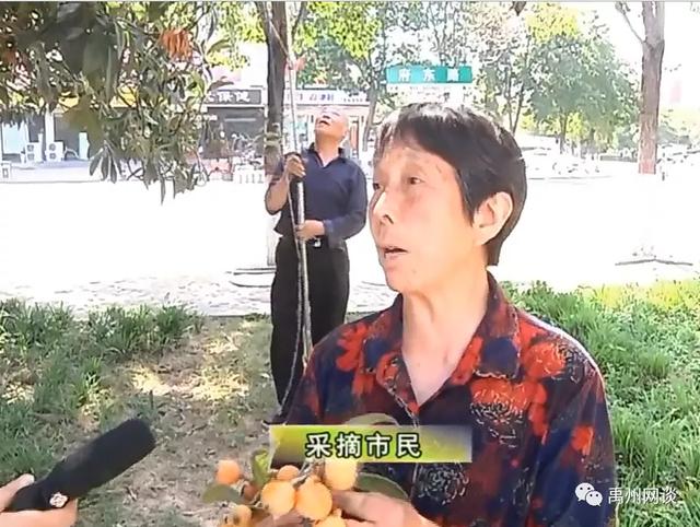 最近禹州市区多条道路旁和公园一幕让人着急:这是绝版风景线啊 最近禹州市区多条道路旁和公园一幕让人着急:这是绝版风景线啊