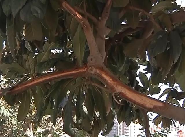 最近禹州市区多条道路旁和公园一幕让人着急:这是绝版风景线啊 最近禹州市区多条道路旁和公园一幕让人着急:这是绝版风景线啊