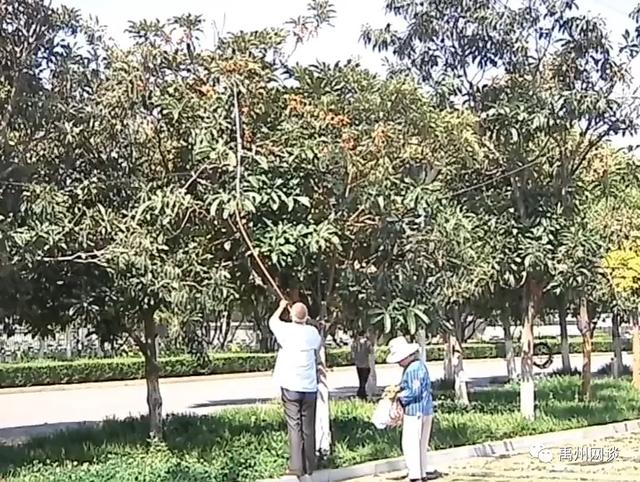 最近禹州市区多条道路旁和公园一幕让人着急:这是绝版风景线啊 最近禹州市区多条道路旁和公园一幕让人着急:这是绝版风景线啊