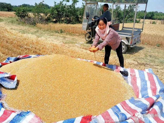 午收夏种、秸秆禁烧,禹州田间地头一片繁忙! 午收夏种、秸秆禁烧,禹州田间地头一片繁忙!