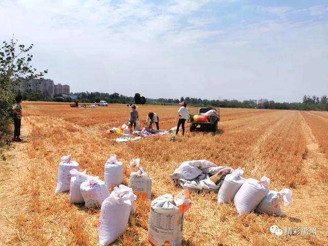 午收夏种、秸秆禁烧,禹州田间地头一片繁忙! 午收夏种、秸秆禁烧,禹州田间地头一片繁忙!