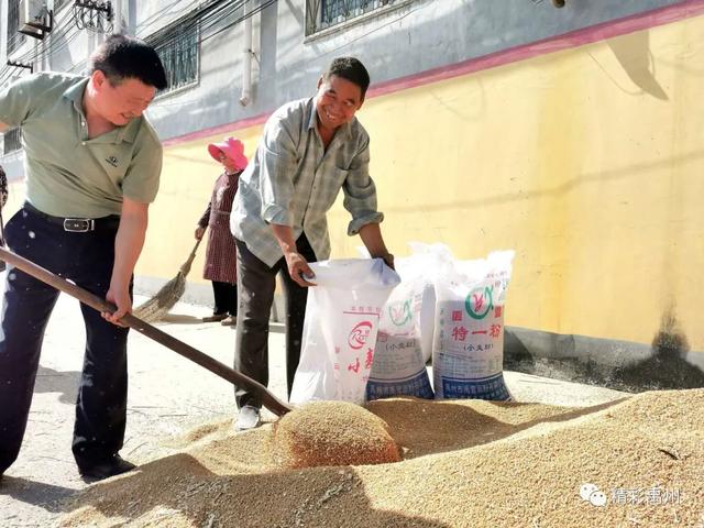 午收夏种、秸秆禁烧,禹州田间地头一片繁忙! 午收夏种、秸秆禁烧,禹州田间地头一片繁忙!