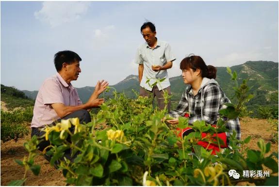 金银花开“金银”来,禹州这个小村不一般 金银花开“金银”来,禹州这个小村不一般