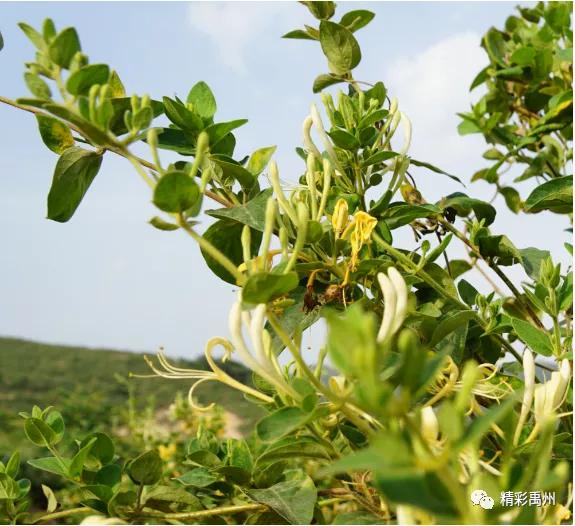 金银花开“金银”来,禹州这个小村不一般 金银花开“金银”来,禹州这个小村不一般