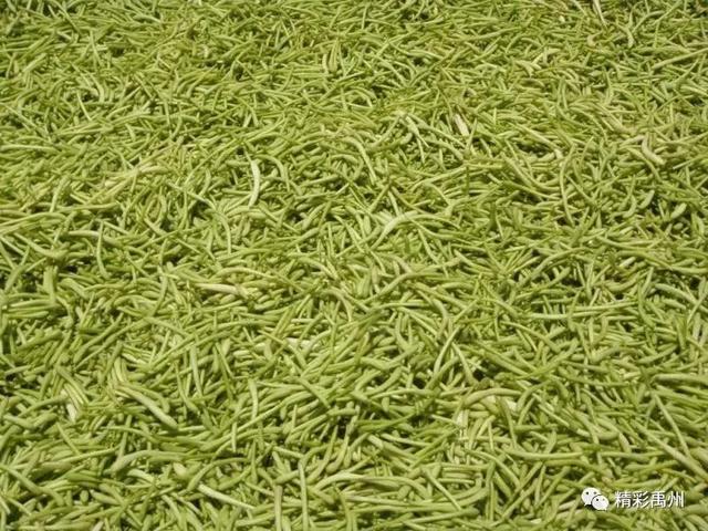 金银花开“金银”来,禹州这个小村不一般 金银花开“金银”来,禹州这个小村不一般