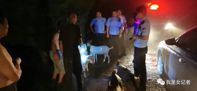 七只羊深夜出圈散欢 禹州好民警凌晨冒雨找回 七只羊深夜出圈散欢 禹州好民警凌晨冒雨找回