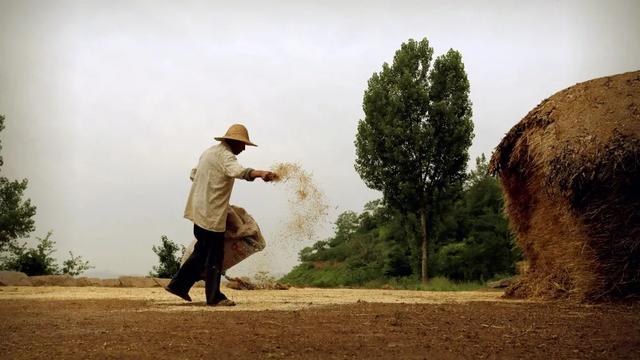 20年前禹州人是怎样割麦打麦的?满满都是回忆 20年前禹州人是怎样割麦打麦的?满满都是回忆
