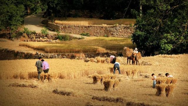 20年前禹州人是怎样割麦打麦的?满满都是回忆 20年前禹州人是怎样割麦打麦的?满满都是回忆