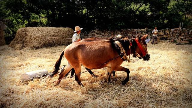 20年前禹州人是怎样割麦打麦的?满满都是回忆 20年前禹州人是怎样割麦打麦的?满满都是回忆