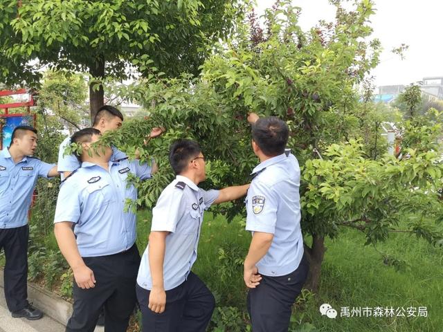 朝曦煦·晨行禹州市森林公安局院中 朝曦煦·晨行禹州市森林公安局院中