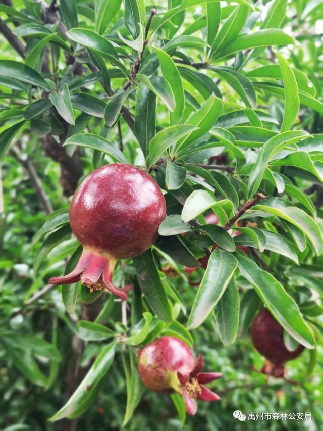 朝曦煦·晨行禹州市森林公安局院中 朝曦煦·晨行禹州市森林公安局院中