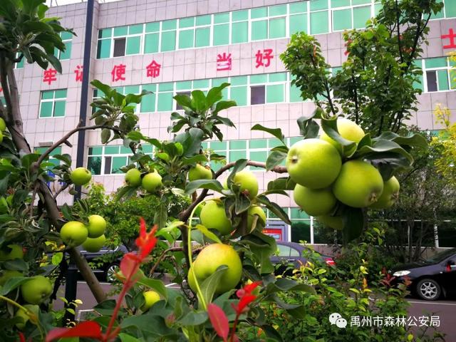 朝曦煦·晨行禹州市森林公安局院中 朝曦煦·晨行禹州市森林公安局院中