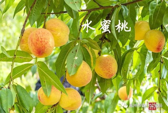 禹州警民合奏护林曲 大刘山上果飘香 禹州警民合奏护林曲 大刘山上果飘香