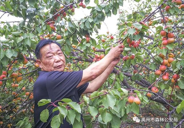 禹州警民合奏护林曲 大刘山上果飘香 禹州警民合奏护林曲 大刘山上果飘香