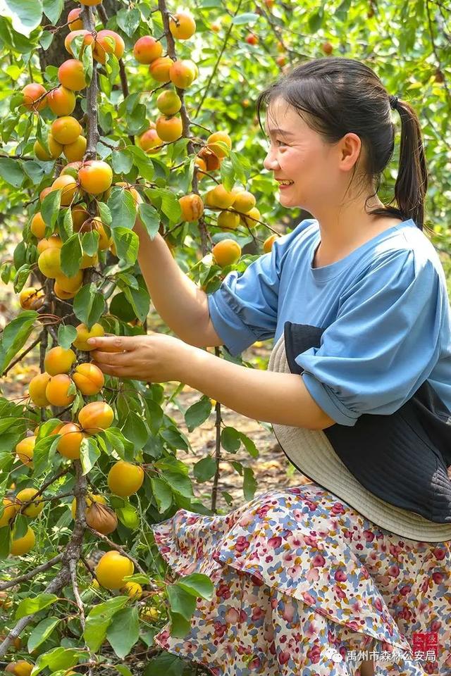 禹州警民合奏护林曲 大刘山上果飘香 禹州警民合奏护林曲 大刘山上果飘香
