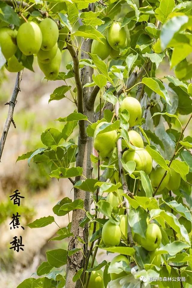 禹州警民合奏护林曲 大刘山上果飘香 禹州警民合奏护林曲 大刘山上果飘香