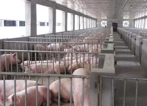 总投资2000万的养殖项目,禹州猪肉价格... 总投资2000万的养殖项目,禹州猪肉价格...