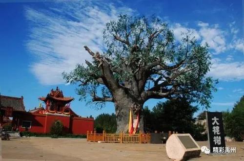 寄情六百年,见证新变化,一棵让禹州这个村骄傲的大槐树 寄情六百年,见证新变化,一棵让禹州这个村骄傲的大槐树