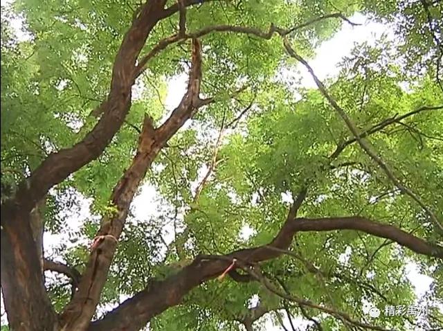 寄情六百年,见证新变化,一棵让禹州这个村骄傲的大槐树 寄情六百年,见证新变化,一棵让禹州这个村骄傲的大槐树