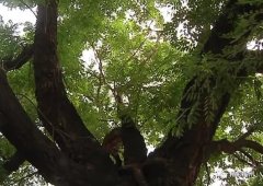 寄情六百年，见证新变化，一棵让禹州这个村骄傲的大槐树