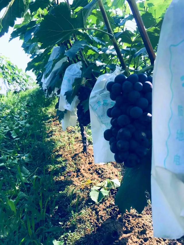 禹州刘姐要送每人两斤葡萄,7月15号开始,到底咋回事? 禹州刘姐要送每人两斤葡萄,7月15号开始,到底咋回事?