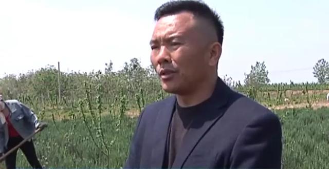 朱阁镇这个叫王玉龙的是认识?他竟然把这神奇的植物推向了全国! 朱阁镇这个叫王玉龙的是认识?他竟然把这神奇的植物推向了全国!