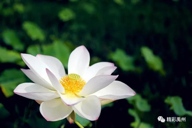 禹州夏季网红打卡地:荷花已盛开,明早谁约? 禹州夏季网红打卡地:荷花已盛开,明早谁约?