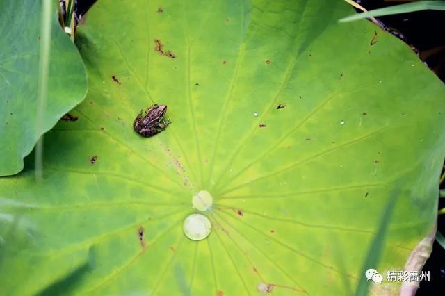 禹州夏季网红打卡地:荷花已盛开,明早谁约? 禹州夏季网红打卡地:荷花已盛开,明早谁约?