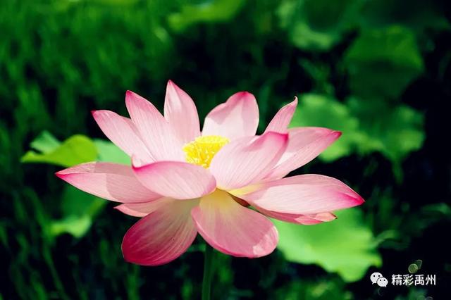禹州夏季网红打卡地:荷花已盛开,明早谁约? 禹州夏季网红打卡地:荷花已盛开,明早谁约?