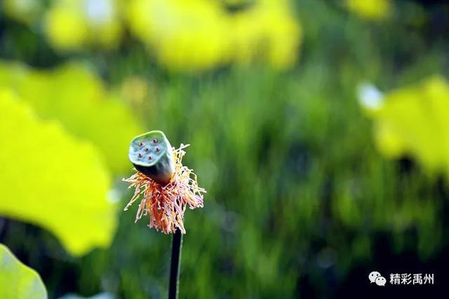 禹州夏季网红打卡地:荷花已盛开,明早谁约? 禹州夏季网红打卡地:荷花已盛开,明早谁约?