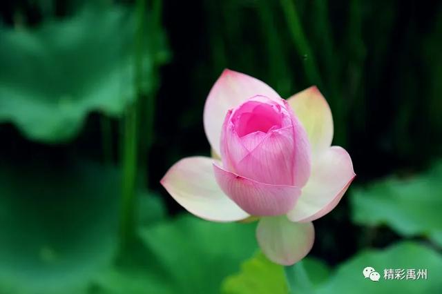 禹州夏季网红打卡地:荷花已盛开,明早谁约? 禹州夏季网红打卡地:荷花已盛开,明早谁约?